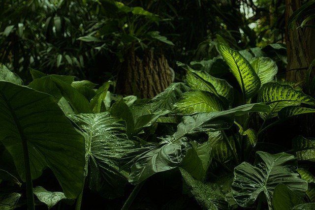 green plants
