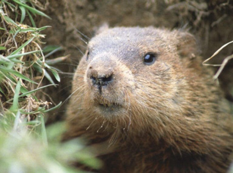 groundhog