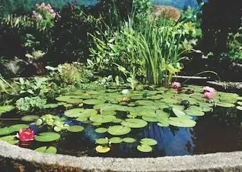 Stone-rimmed pond with water lilies and surrounding greenery. Some pink water lilies are in bloom.