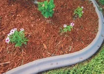 Red mulch in a garden bed edged by a gray concrete border; several small plants with white and pink flowers.