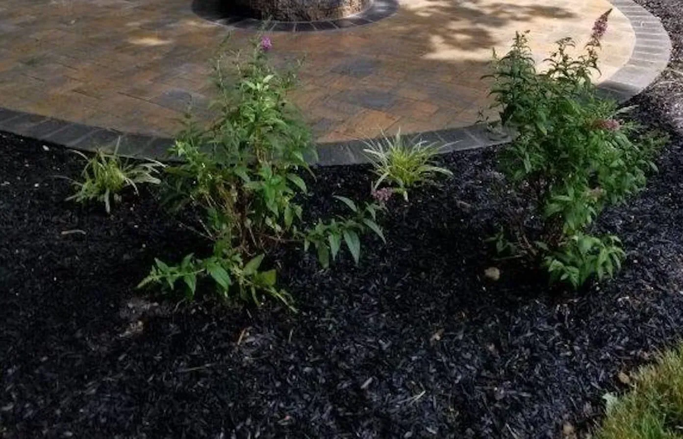 Two green plants with dark mulch and a circular stone patio border.