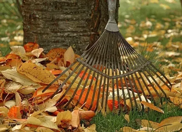 Rake amidst fallen autumn leaves, gathered near a tree trunk.