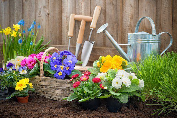 flowers in a basket