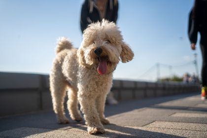 Curly tan dog walking on a sunny sidewalk with tongue out