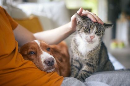 Person petting a cat while a brown-and-white dog rests beside them on a couch.