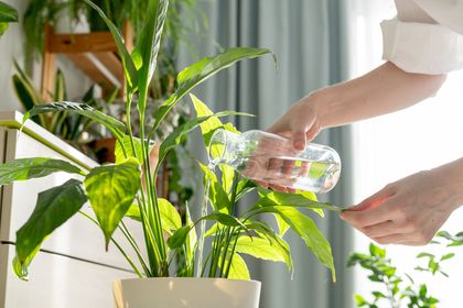 Hands watering a green houseplant in a bright room