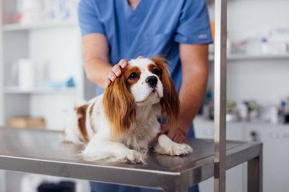 Small dog on a veterinary exam table while a vet in blue scrubs gently holds its head