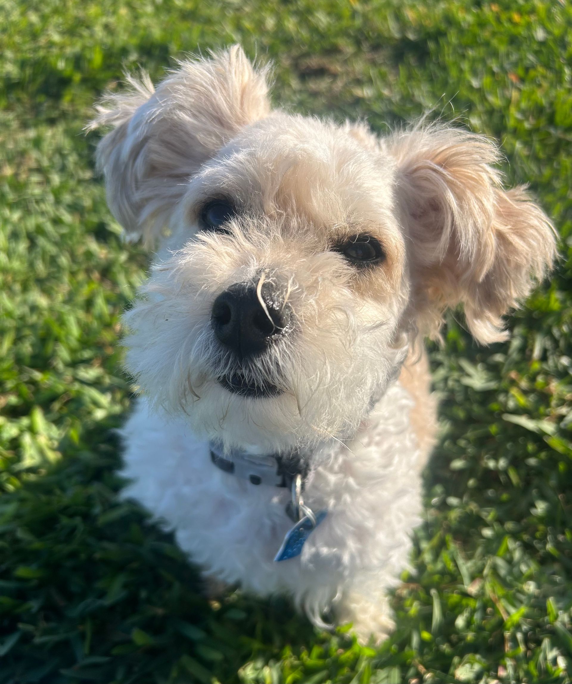 Small white fluffy dog sitting on grass in sunlight, looking up