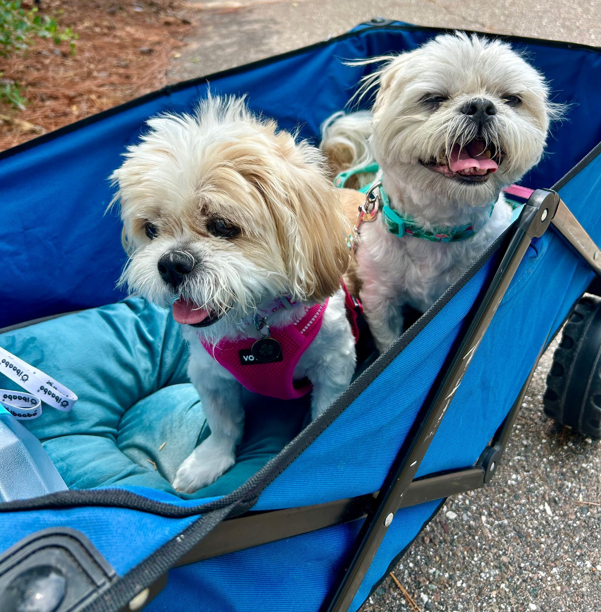 Two small dogs in a blue wagon, one tan and one white, both wearing harnesses and panting.
