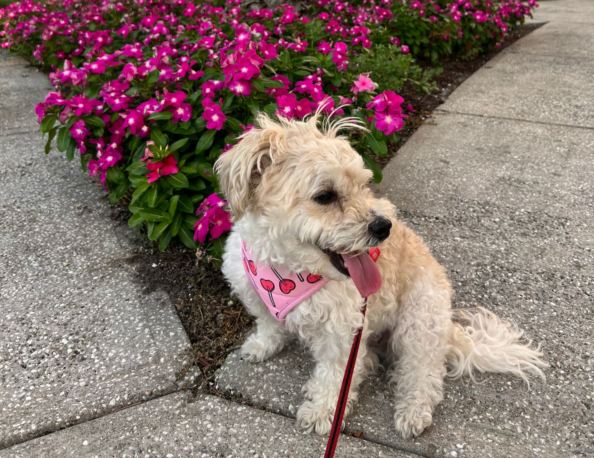 Small tan dog in a pink bandana on a leash, sitting on a sidewalk beside bright pink flowers.