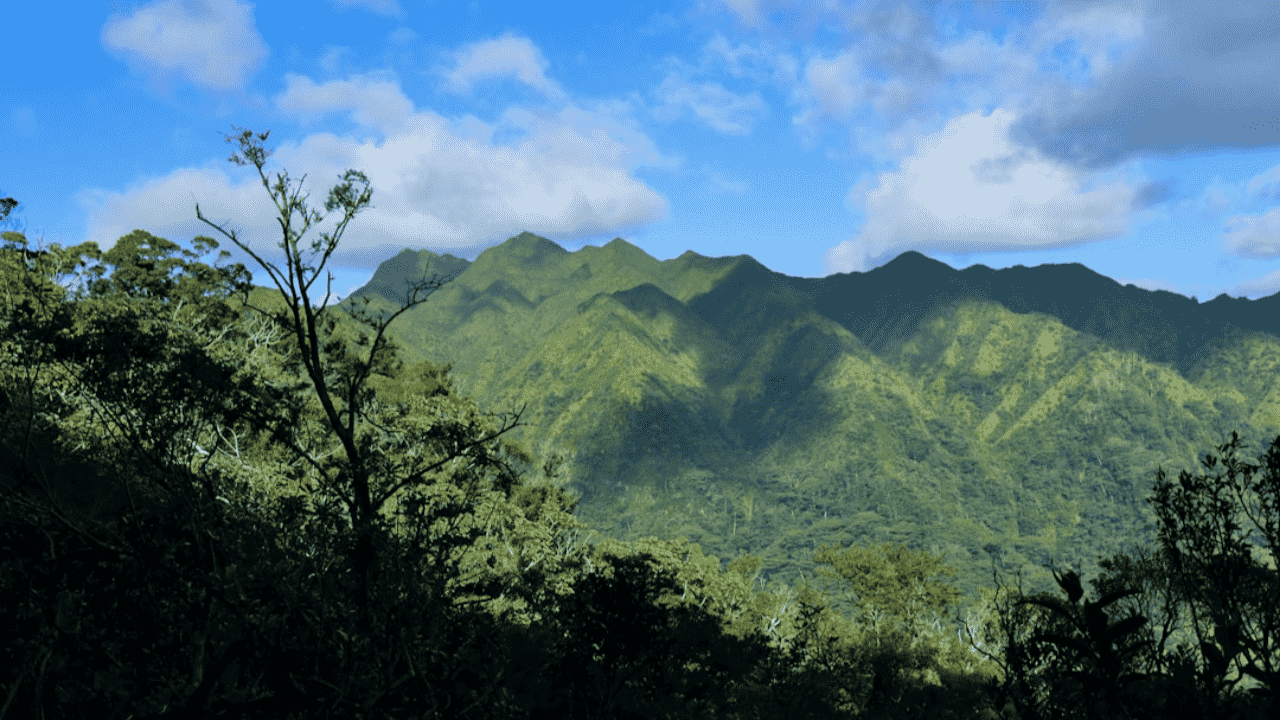 painting company servicing Manoa Hawaii