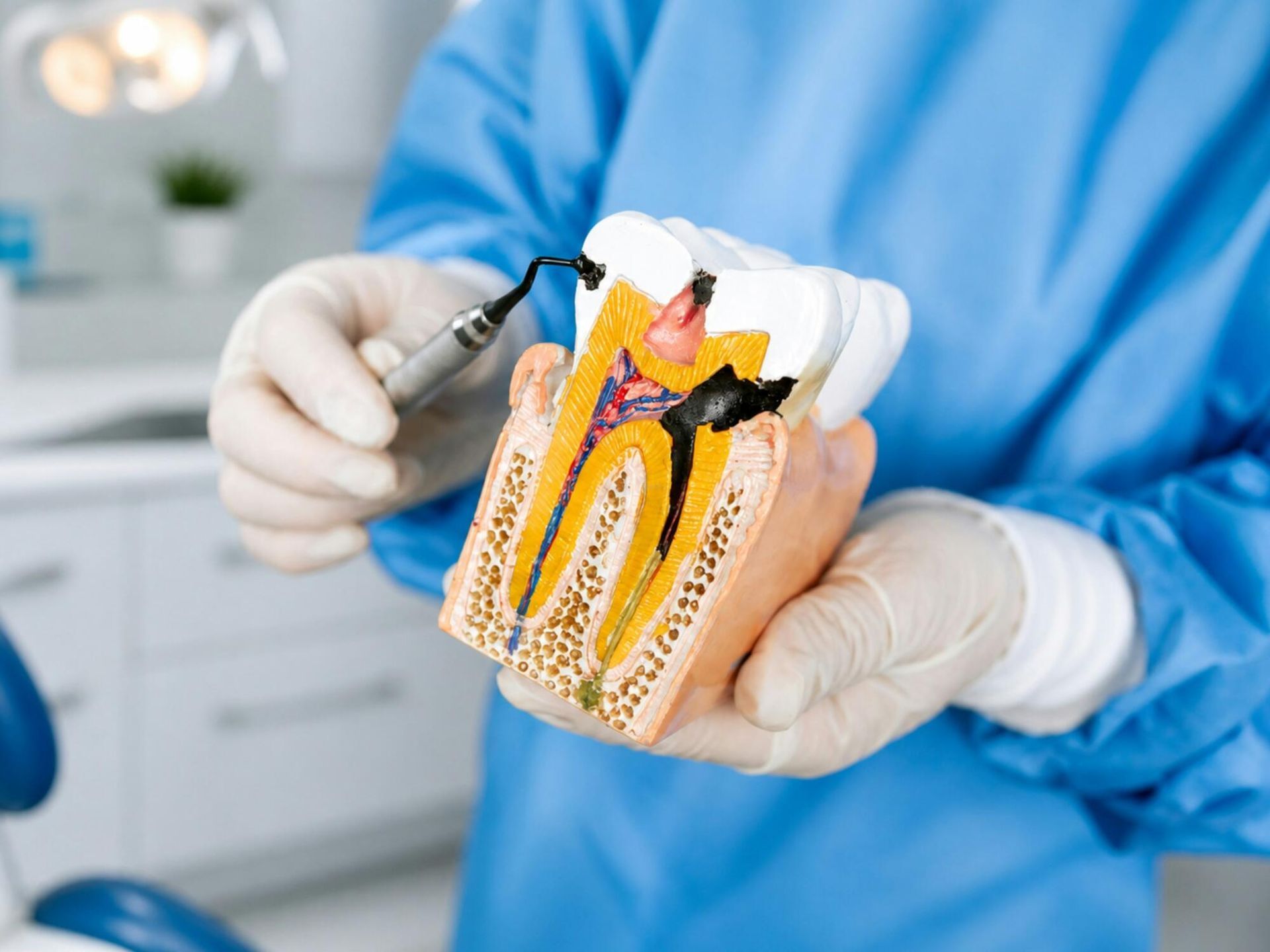 Gloved clinician holding a cross-section tooth model in a dental office, using a probe to point inside