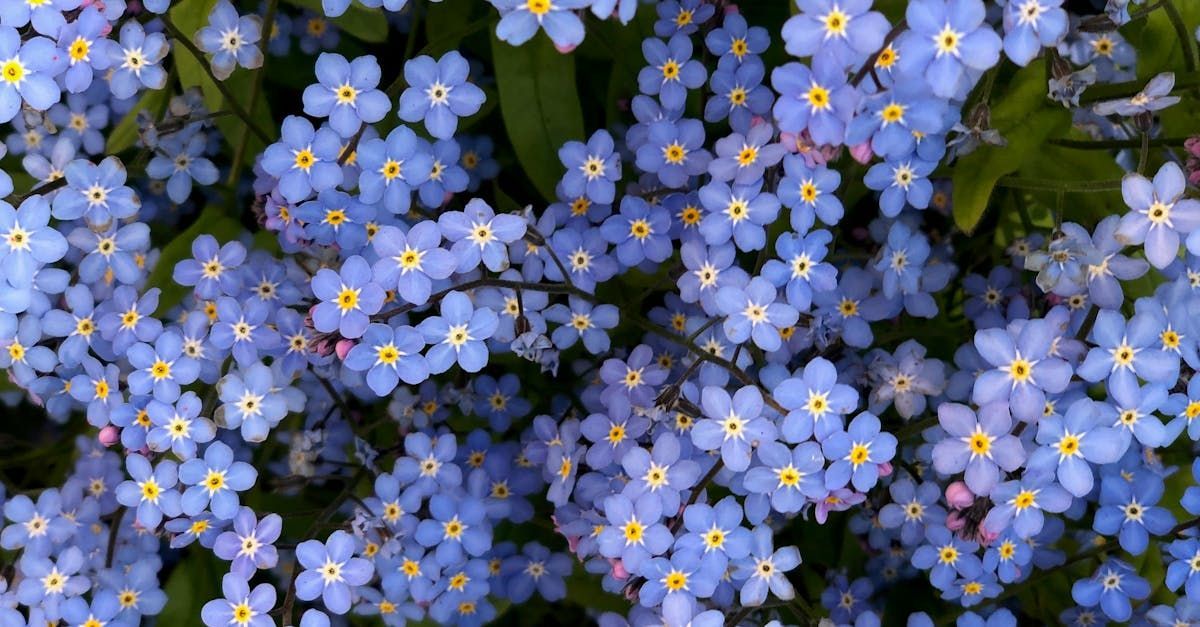 A bunch of small blue flowers with yellow centers are growing on a bush.