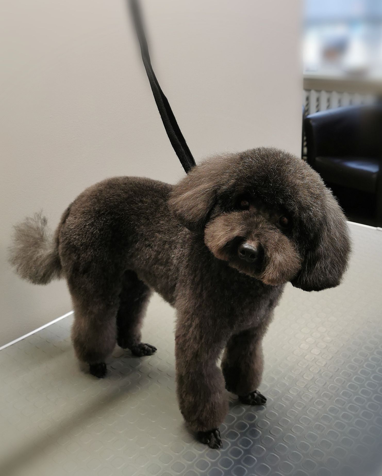 Art of Grooming | Suņu frizētava Imantā, bilde 14