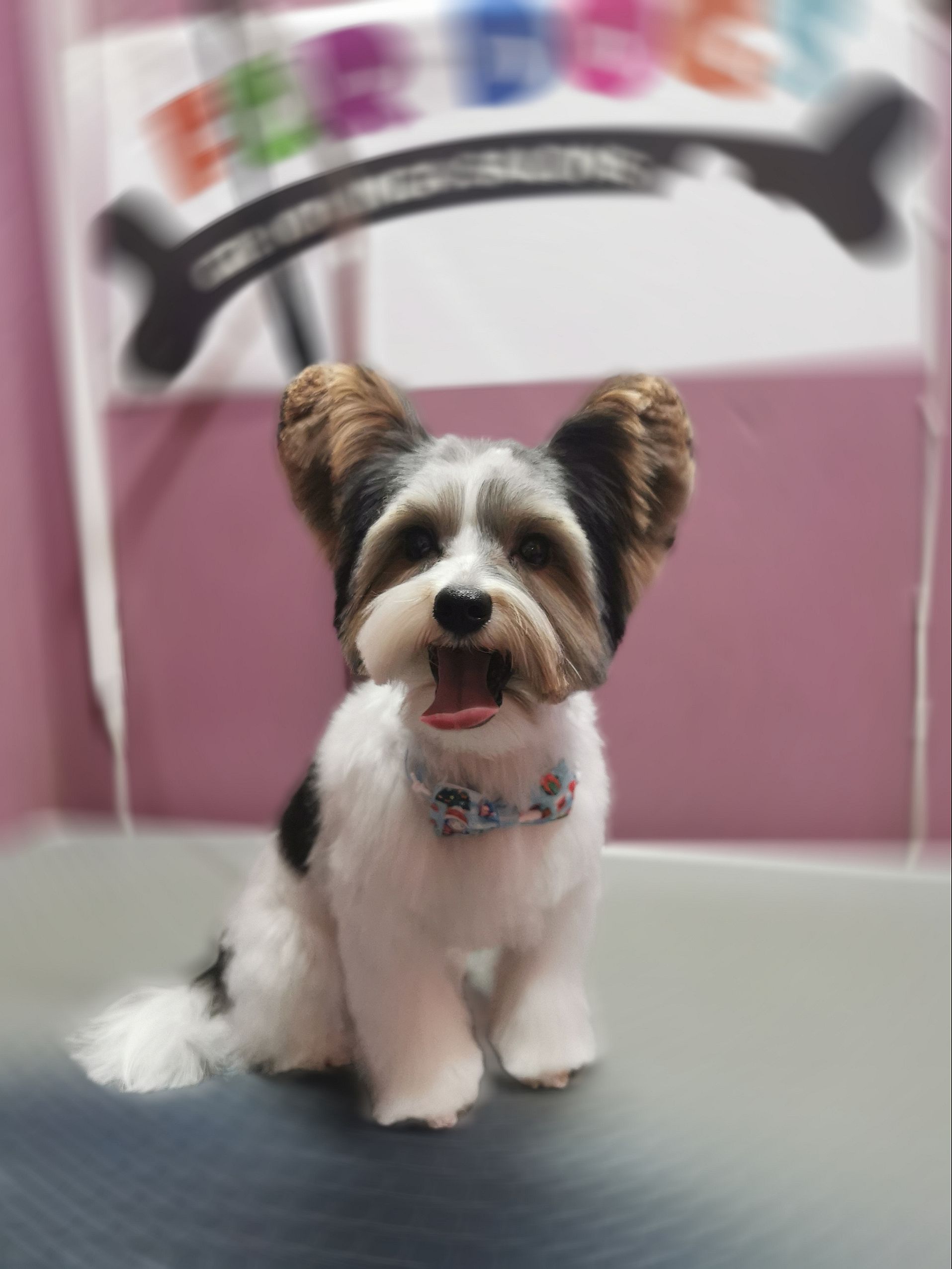 Art of Grooming | Suņu frizētava Imantā, bilde 7