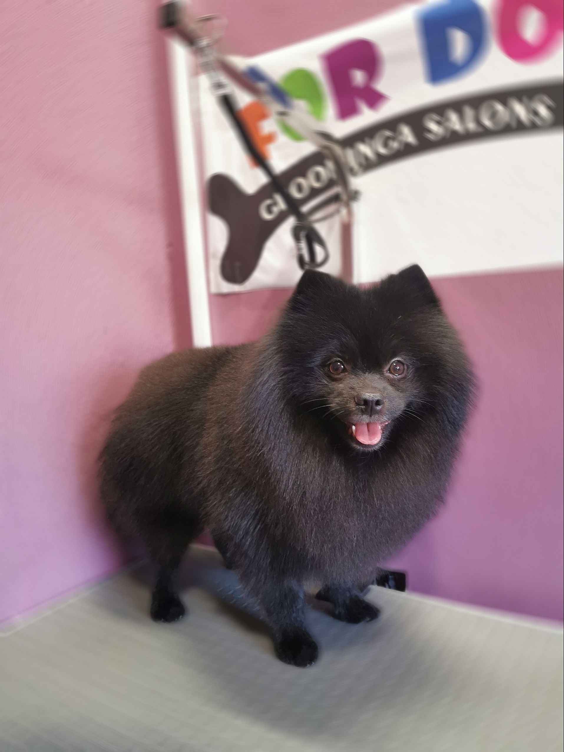 Art of Grooming | Suņu frizētava Imantā, bilde 5