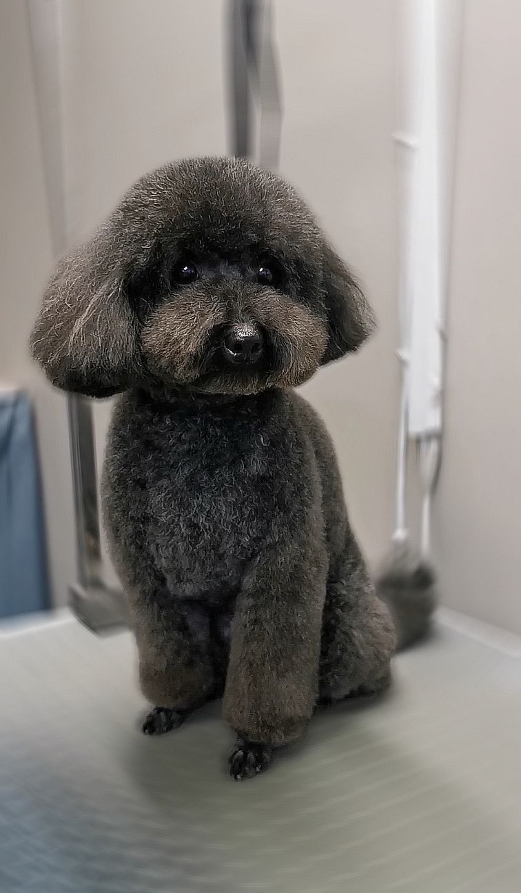 Art of Grooming | Suņu frizētava Imantā, bilde 4