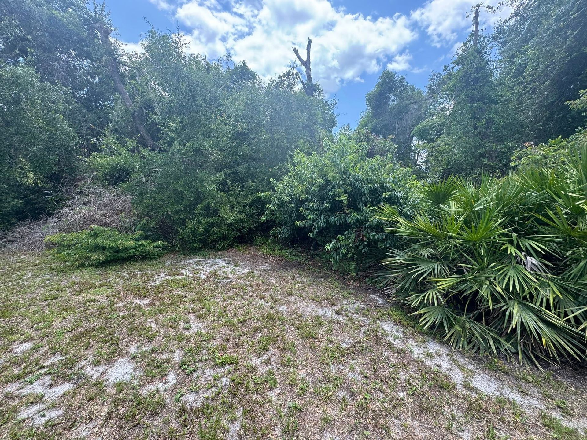 Overgrown grassy clearing bordered by dense green trees and shrubs under a bright blue sky