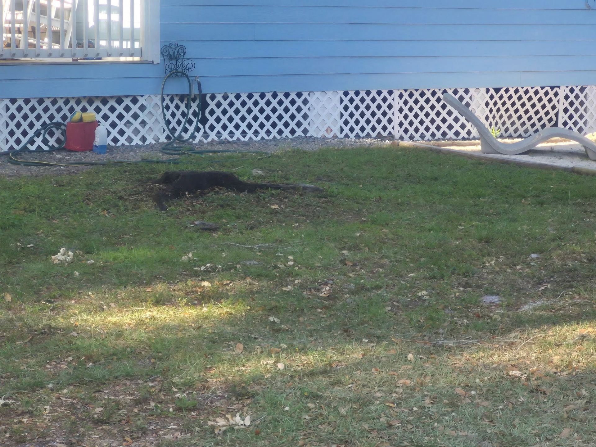 Grassy yard with a dirt patch, white lattice fence, and blue house siding in the background