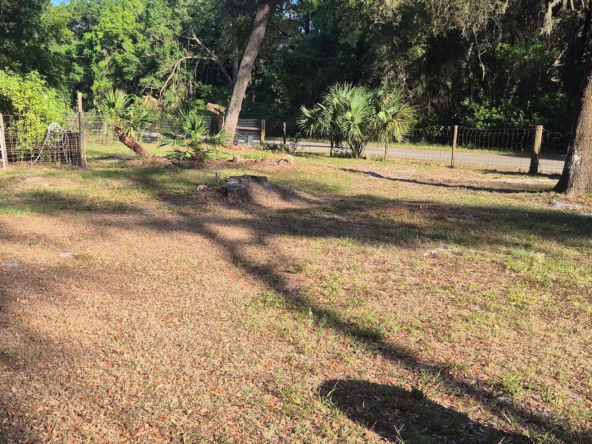 Sunny grassy yard with trees, scattered shadows, and a fence in the background