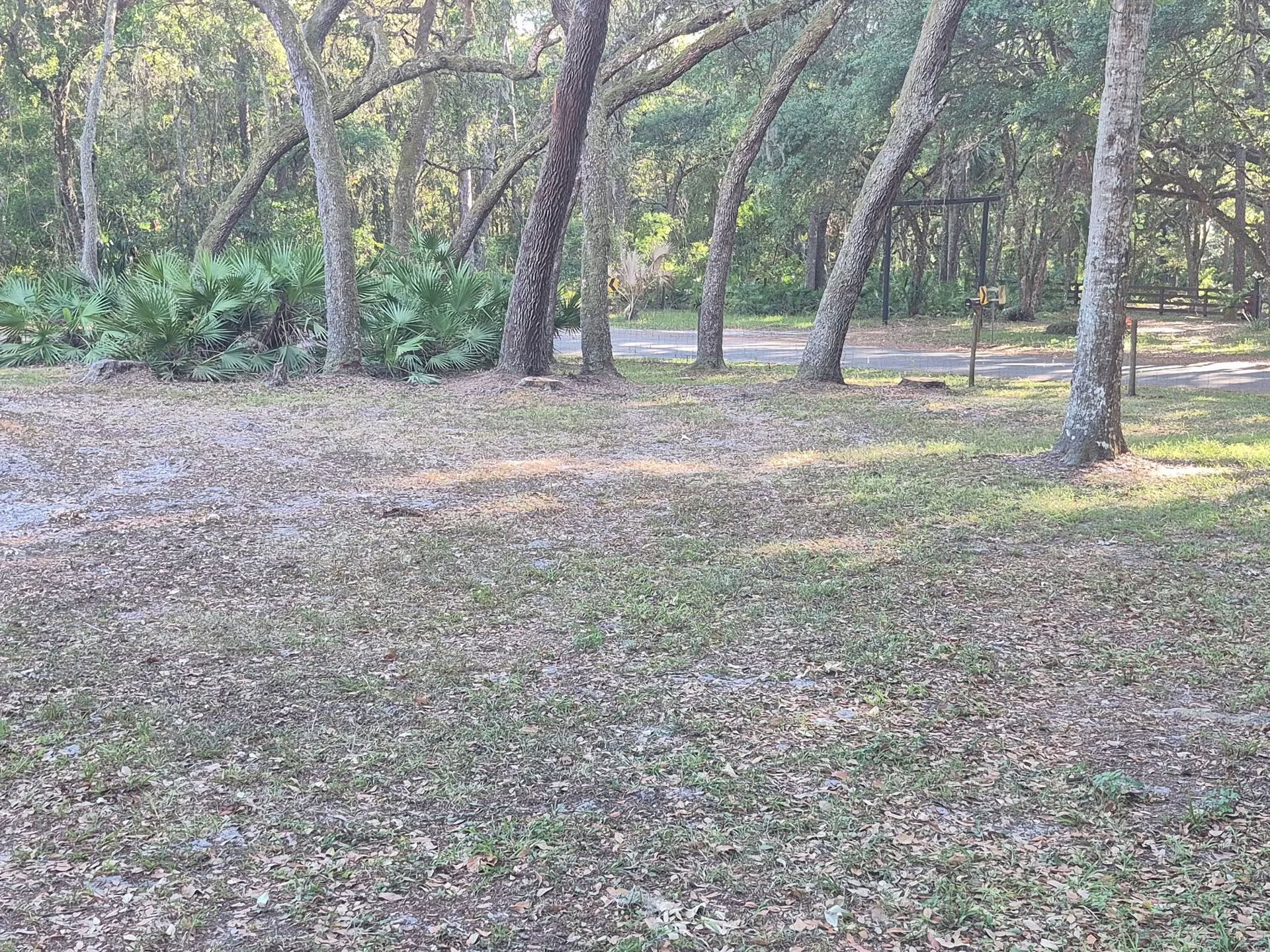 Wooded clearing with trees and patchy grass beside a dirt path