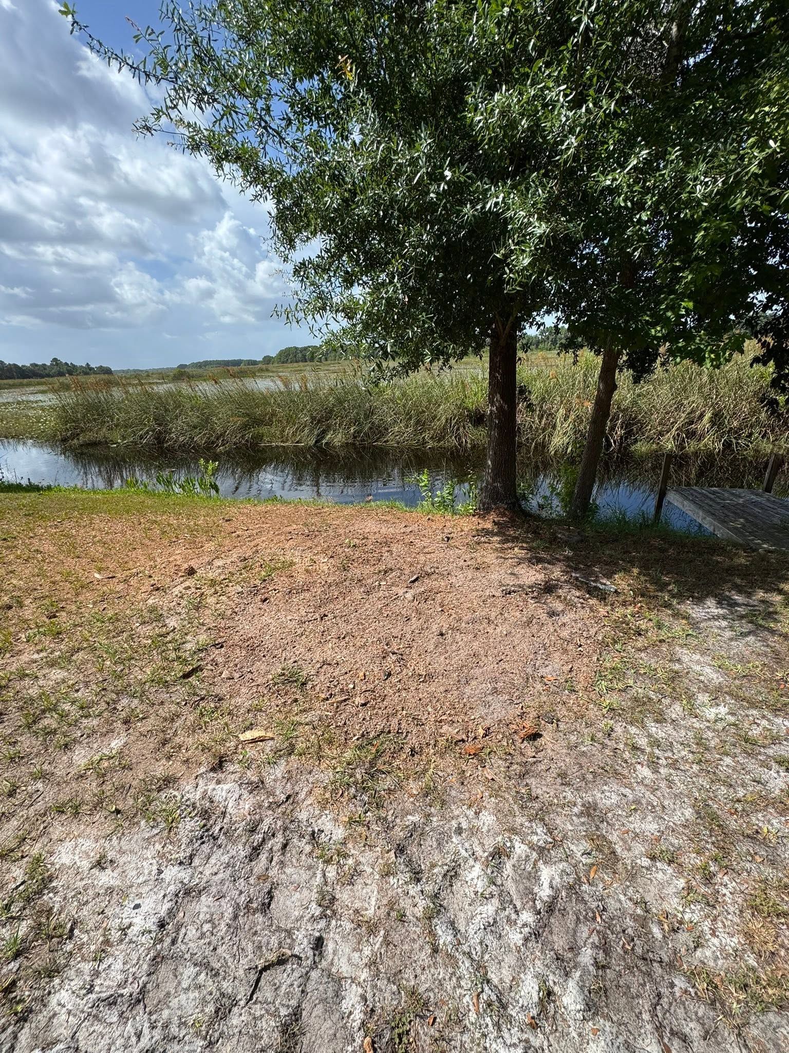Dirt path beside a pond under a leafy tree, with reeds and a cloudy sky.