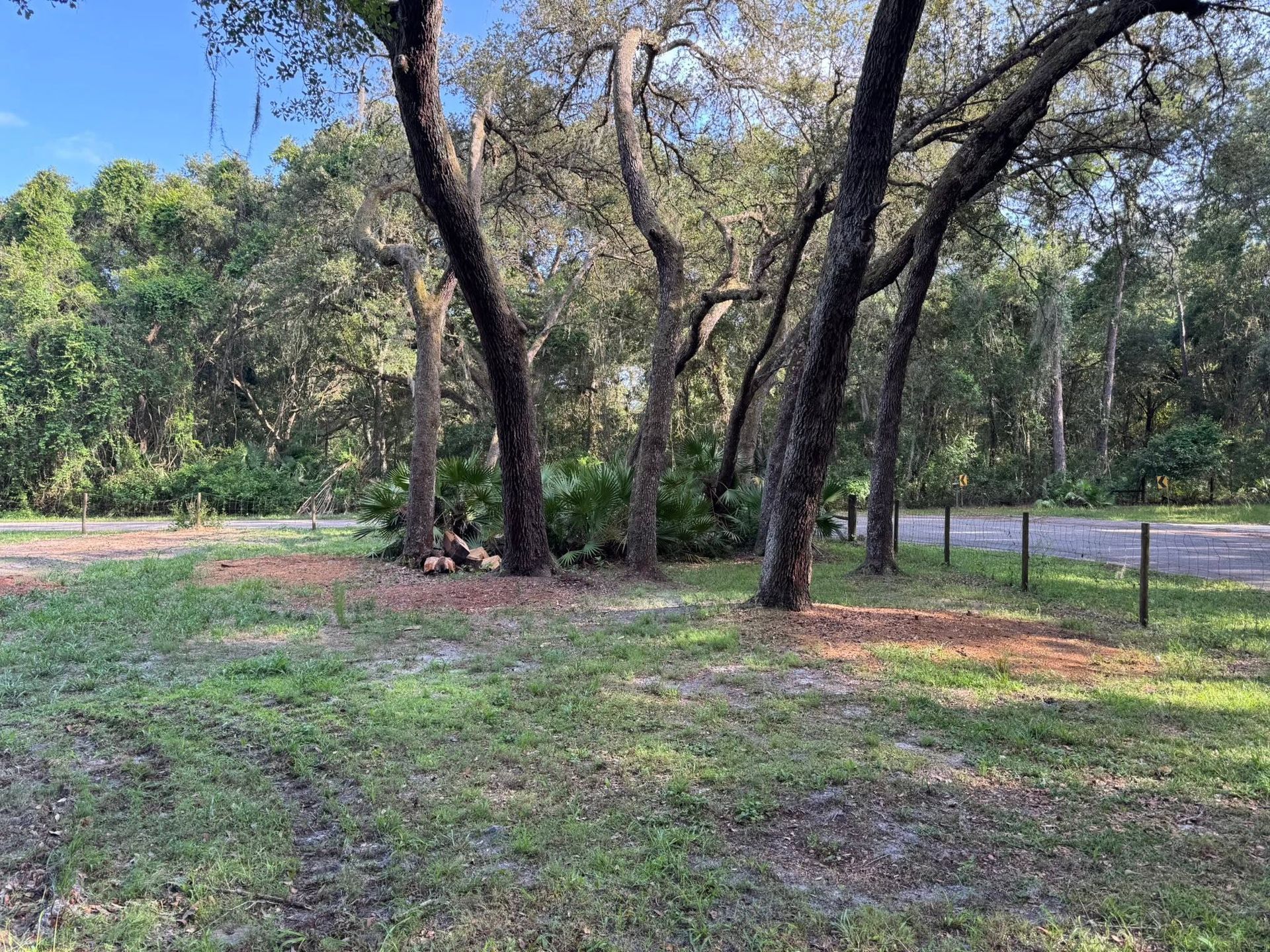 Wooded roadside with tall trees, grassy ground, and a chain-link fence along the right side.