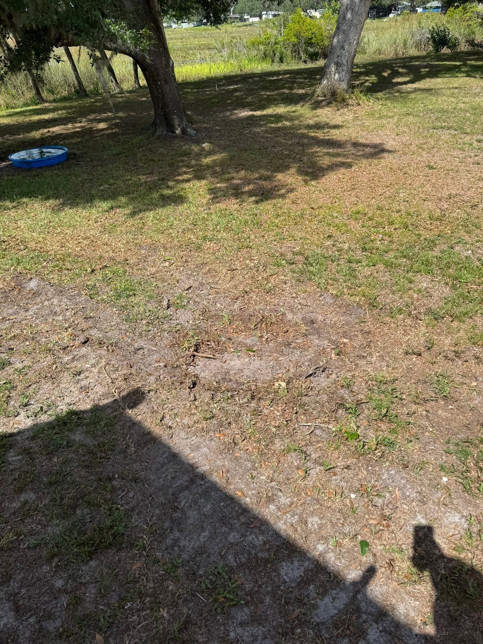 Sunny yard with trees, patchy grass, and a blue bucket in the background