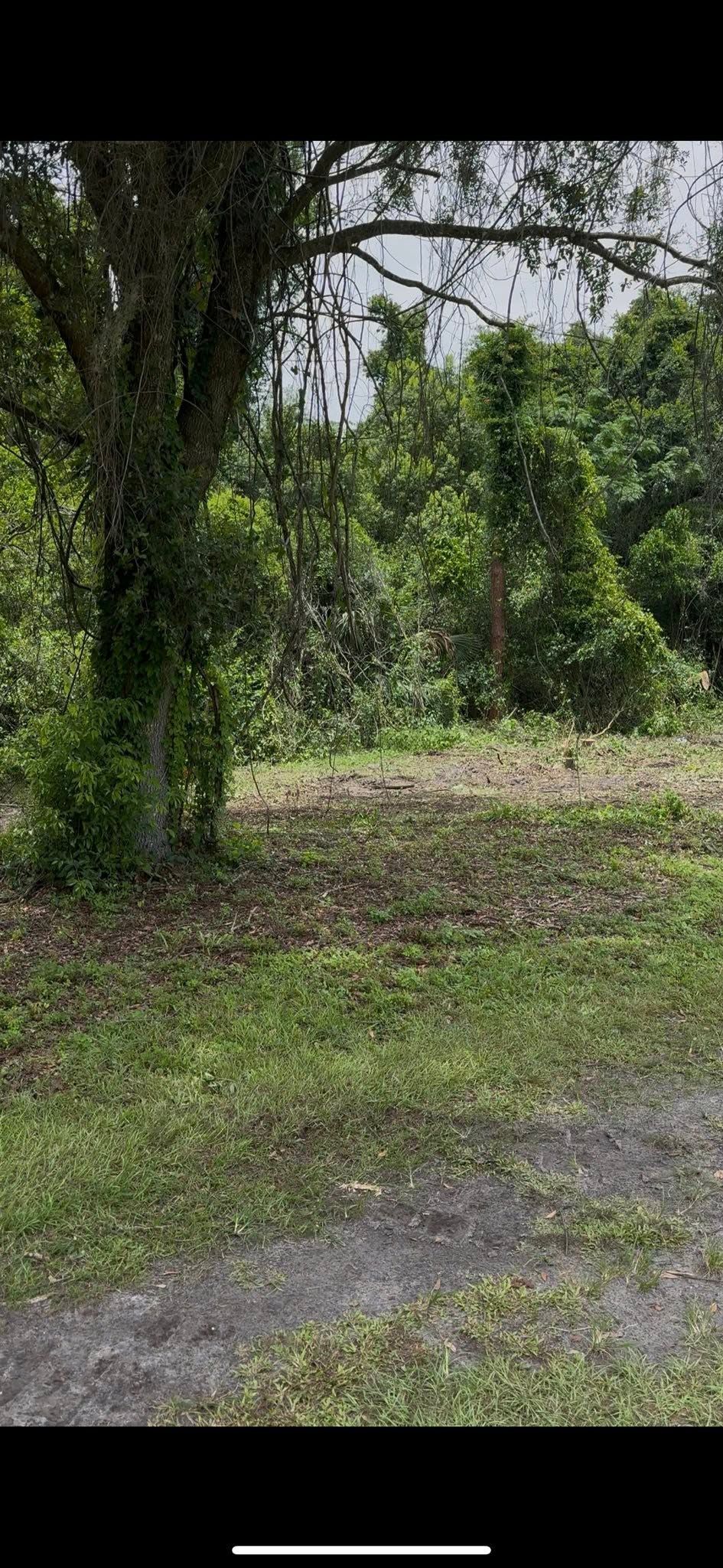 Grassy clearing beside a wooded path with vines and dense green trees