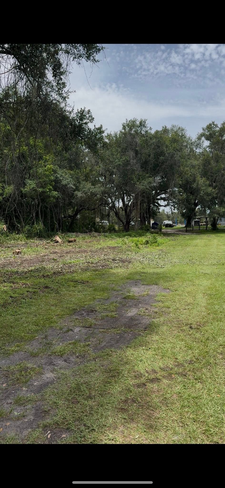 Grassy park path under trees on an overcast day