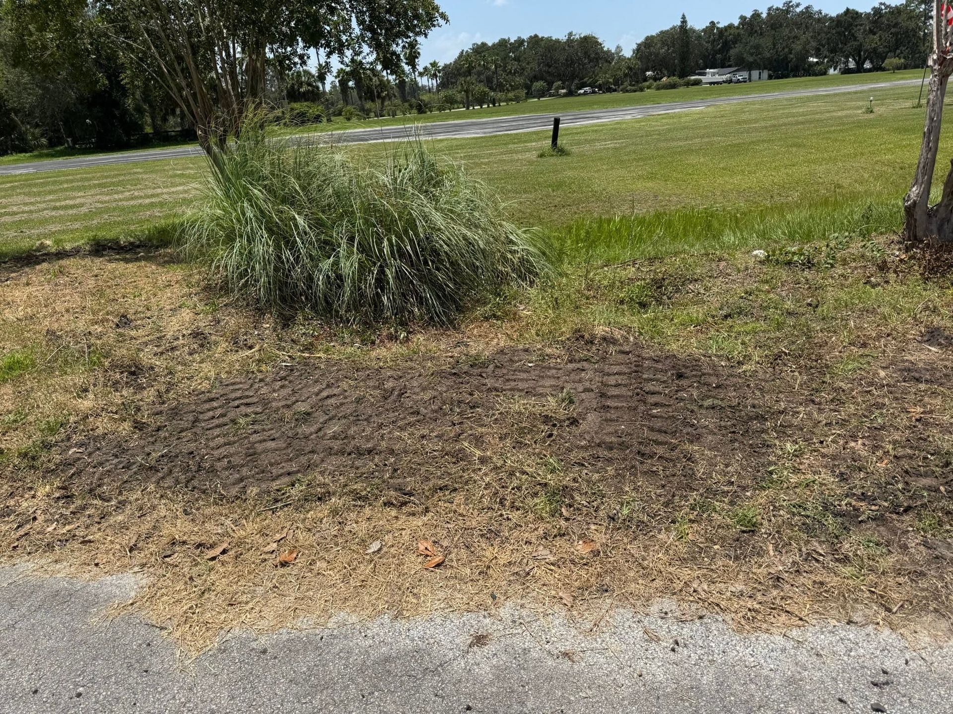 Dry patch of grass beside a road, with a small shrub and open grassy field in the background.