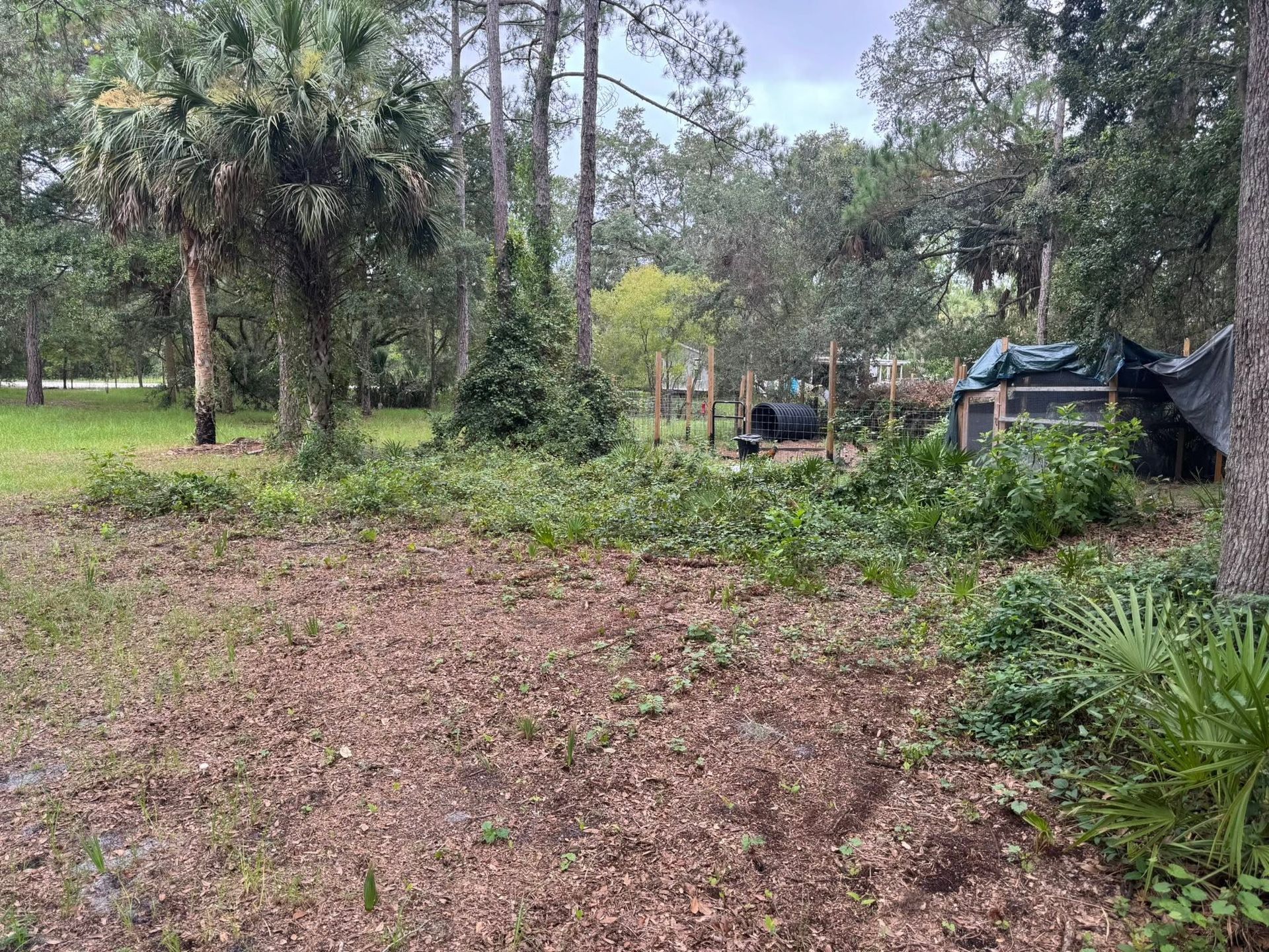 Grassy park clearing with trees, a dirt foreground, and a small blue-roofed shelter in the background