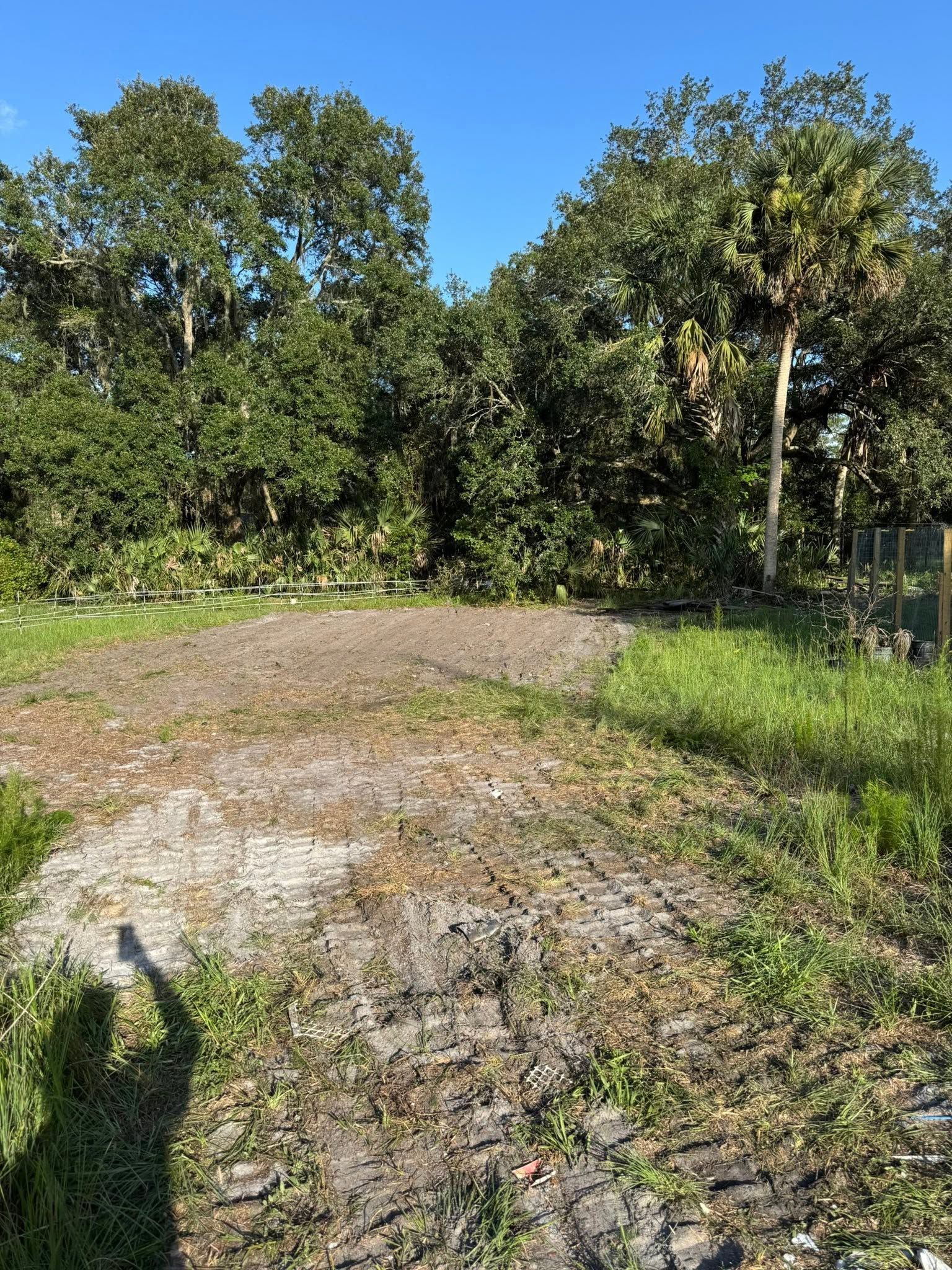 Sunny dirt path beside green trees and shrubs, with a shadow in the foreground.