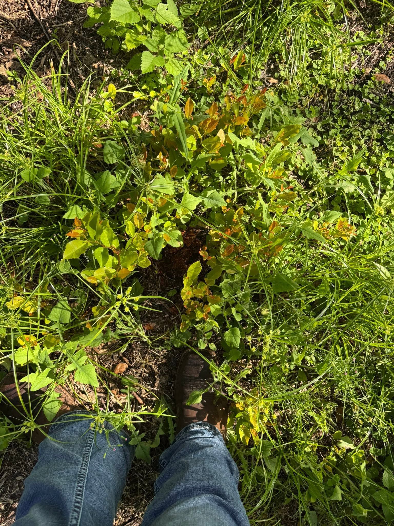 Person standing on grass beside a small green-yellow plant, wearing jeans and dark shoes.
