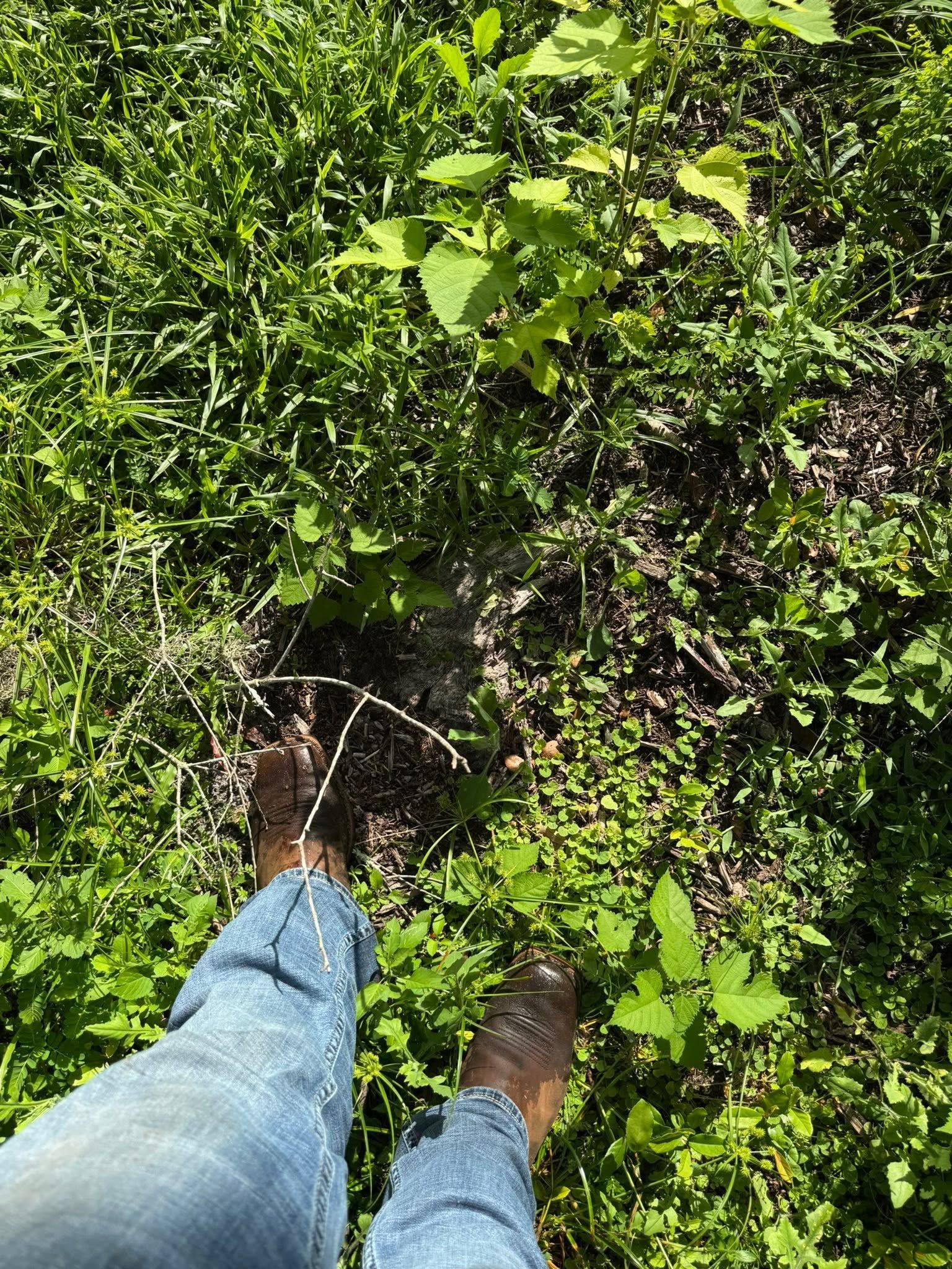 Feet in blue jeans and boots standing in dense green vegetation and dark soil