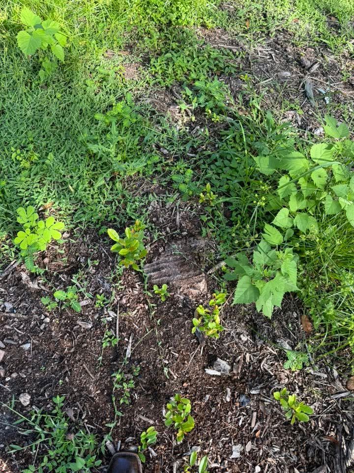 Small green plants and weeds growing in patchy soil and mulch outdoors.