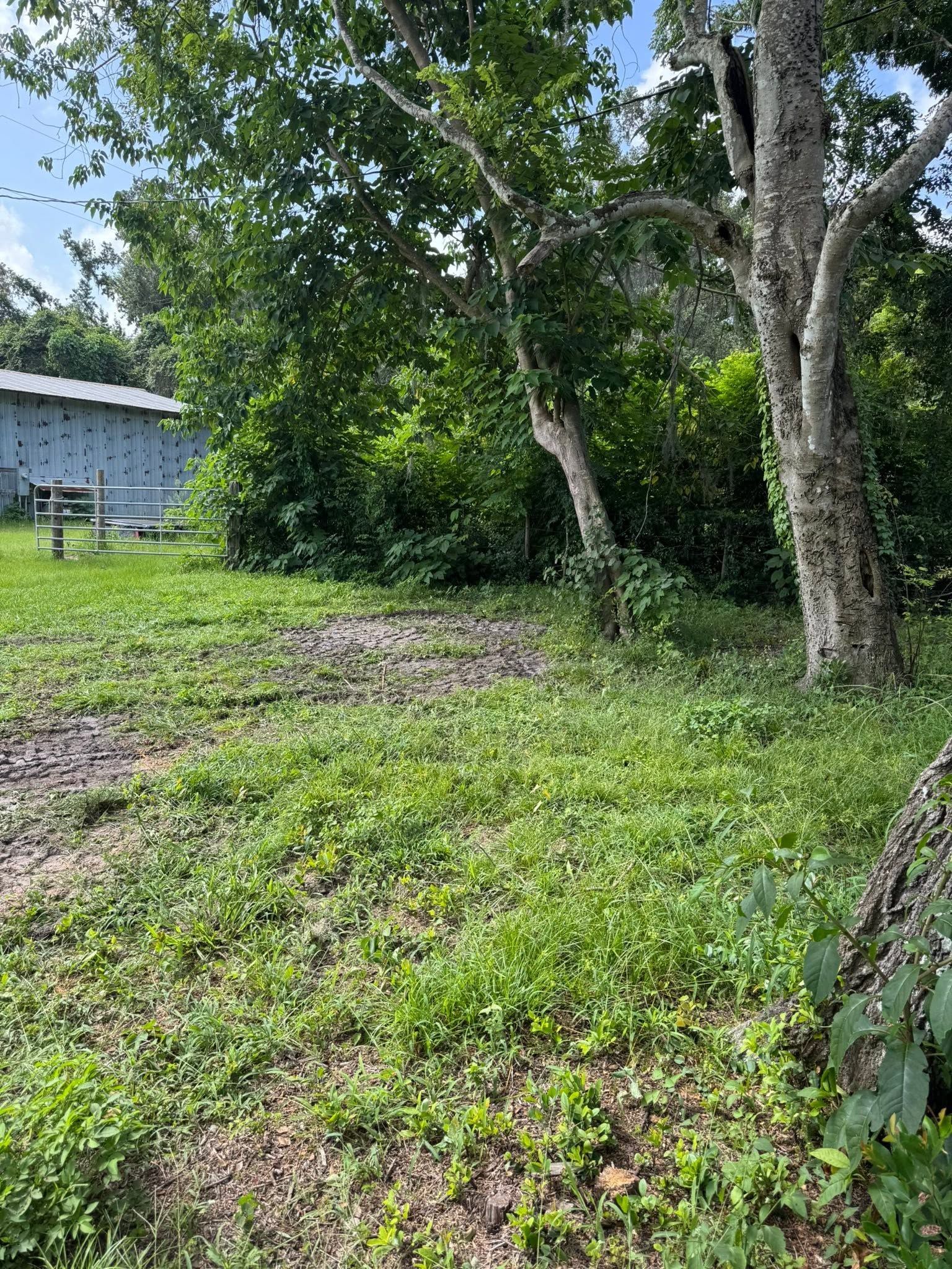 Grassy yard with trees and a small house in the background under a clear sky