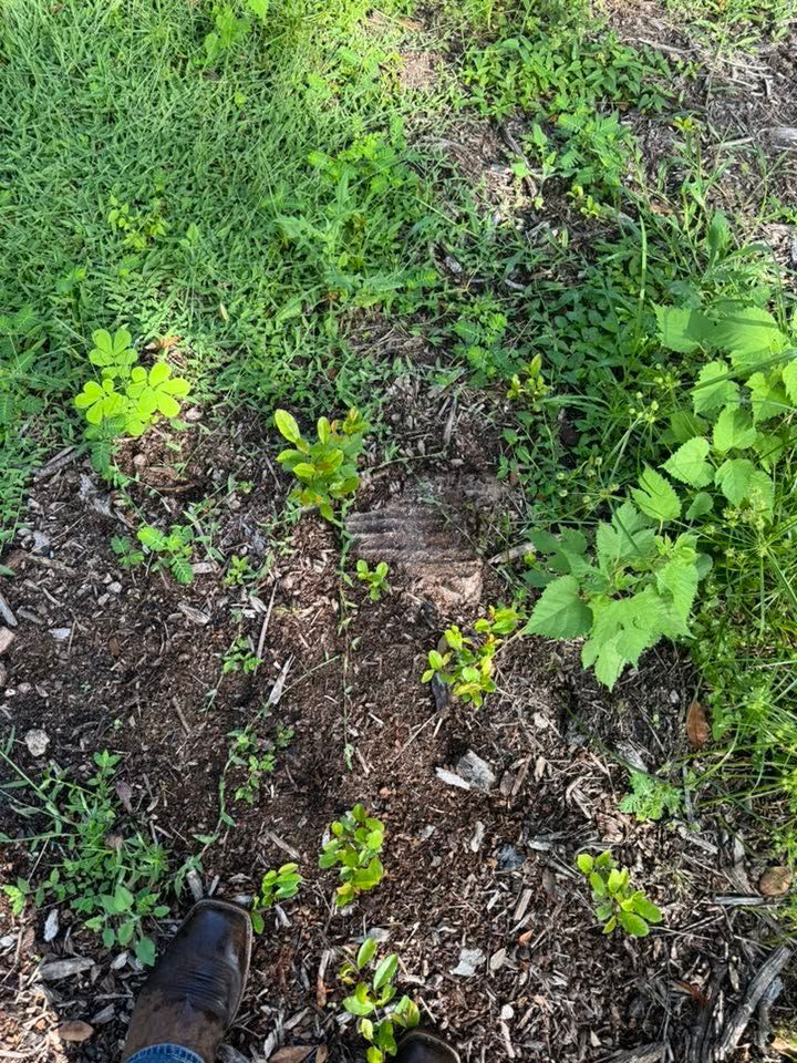 Small garden bed with young green seedlings in dark soil and grass, viewed from above, with a shoe at the bottom left