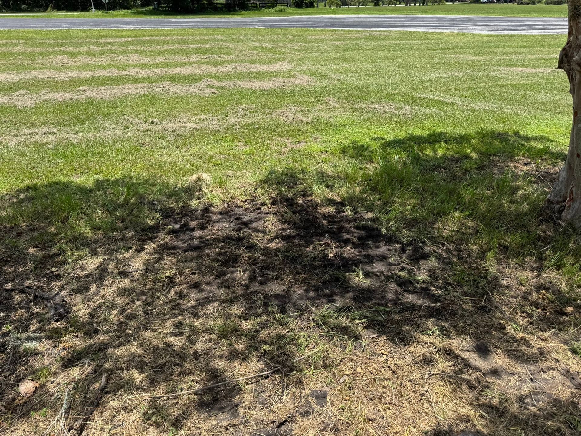 Grassy park edge with a tree shadow and a road in the background