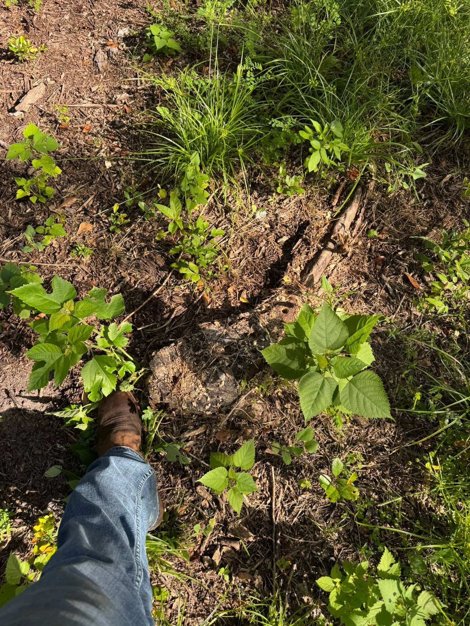 Person’s foot in a blue jean leg stands among small green plants in a dirt patch.