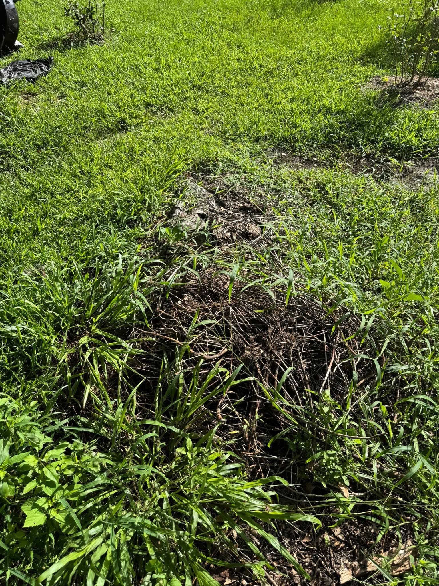 Dense green vegetation covering a field with a patch of dried, tangled plants in the center