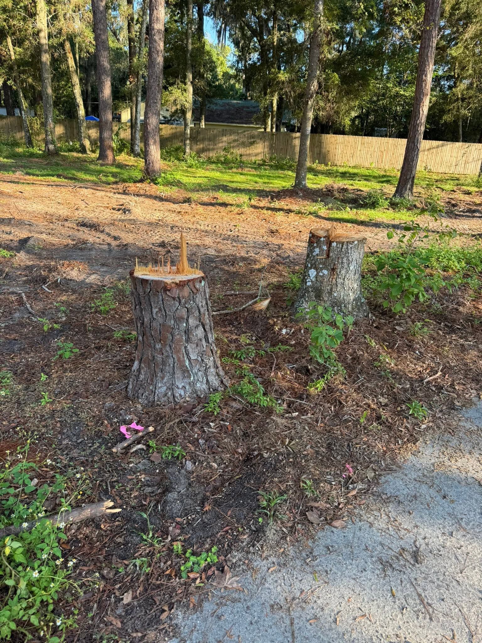 Two tree stumps beside a paved path in a wooded area with scattered leaves and sunlight