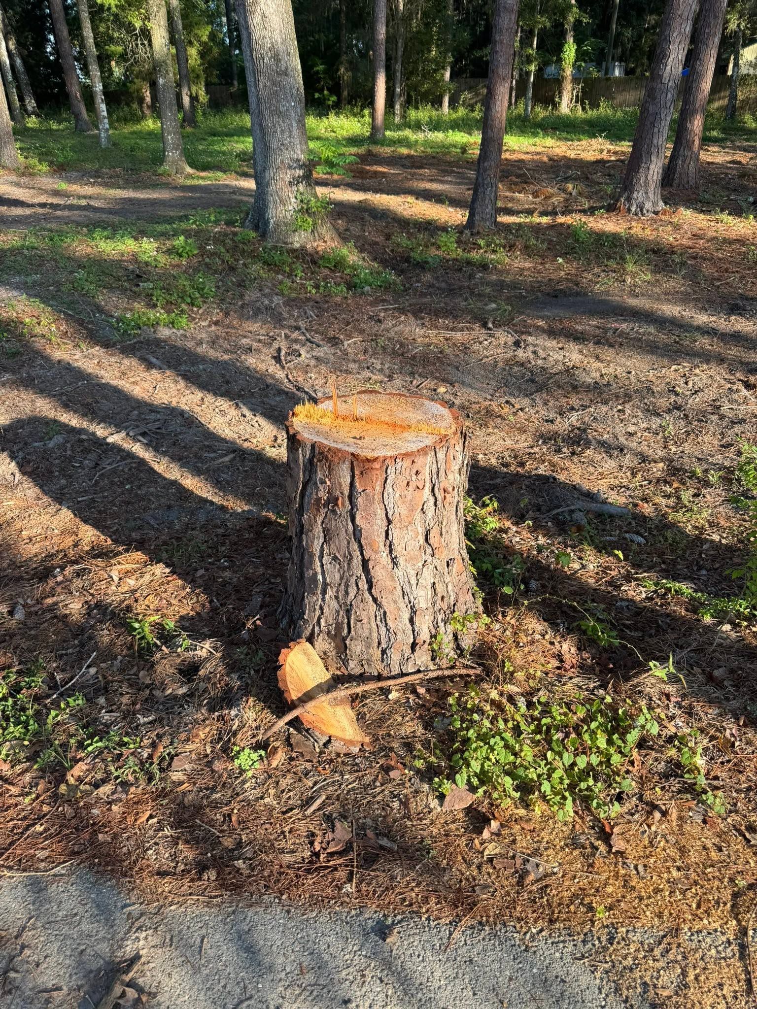 Freshly cut tree stump in a wooded area with sunlight and long shadows on the ground