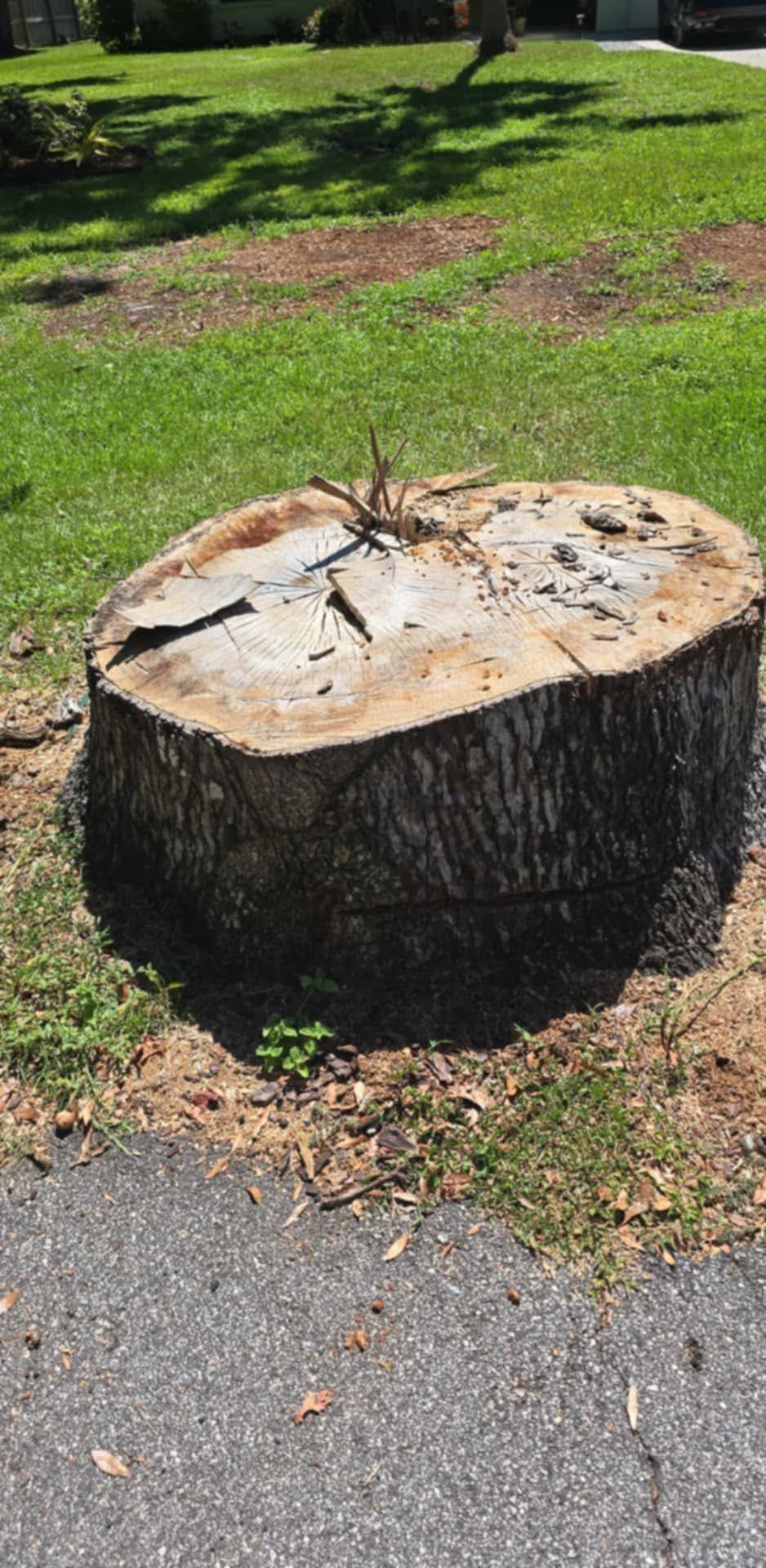 Large cut tree stump beside a sidewalk in a sunny grassy yard