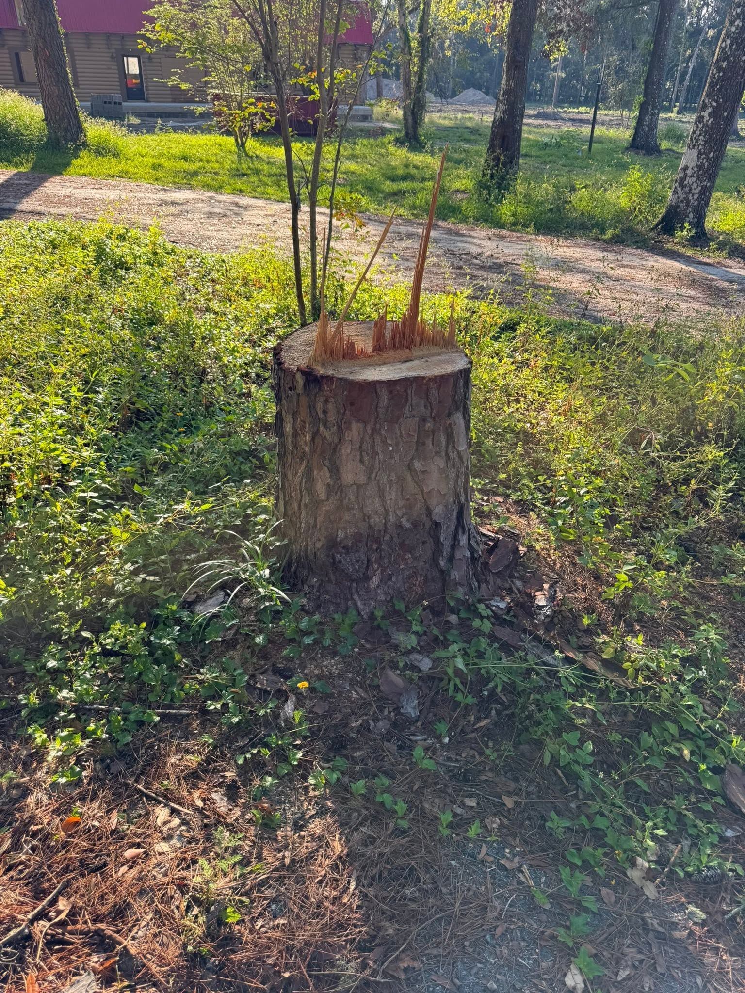 Tree stump with a small sapling growing from the center in a sunny grassy park area