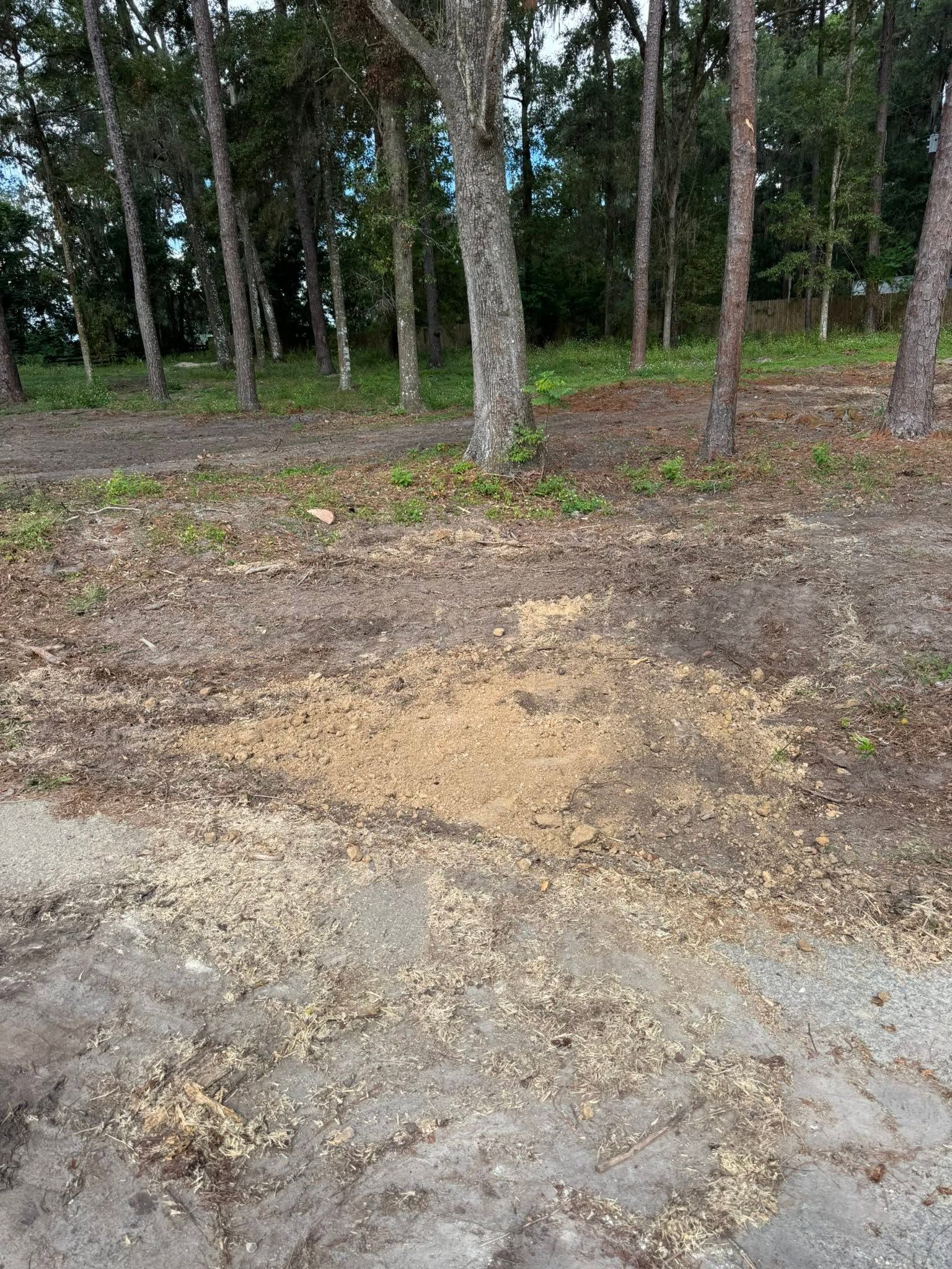 Bare dirt patch beside a wooded area with trees and sparse undergrowth
