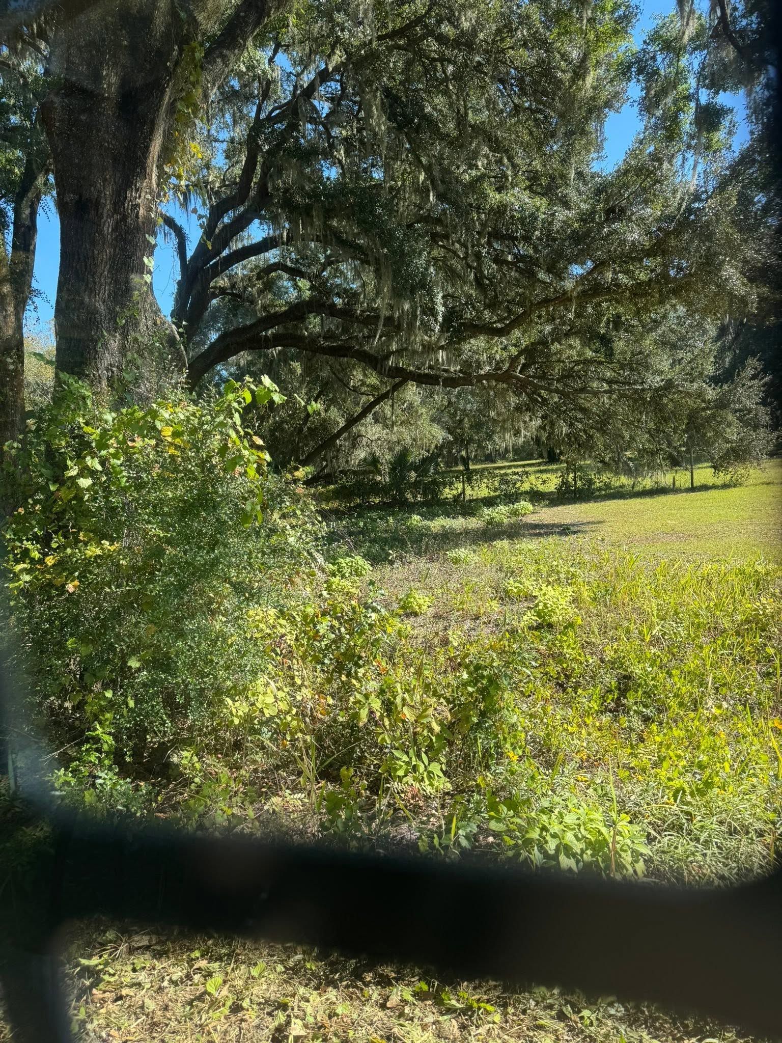Sunlit grassy field with large oak trees and dense green shrubs under a clear blue sky