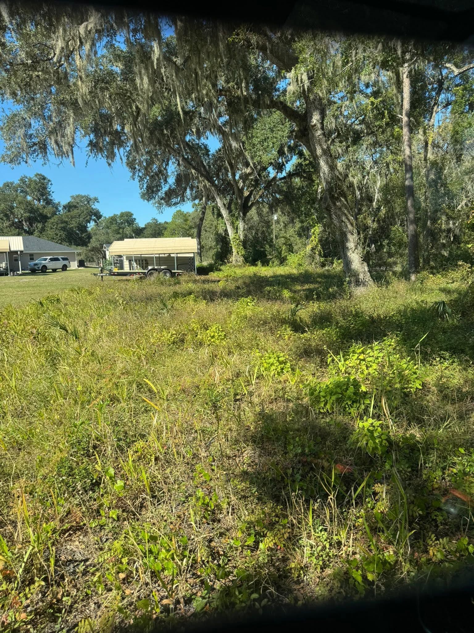 Sunny grassy field with large trees and a few houses in the background