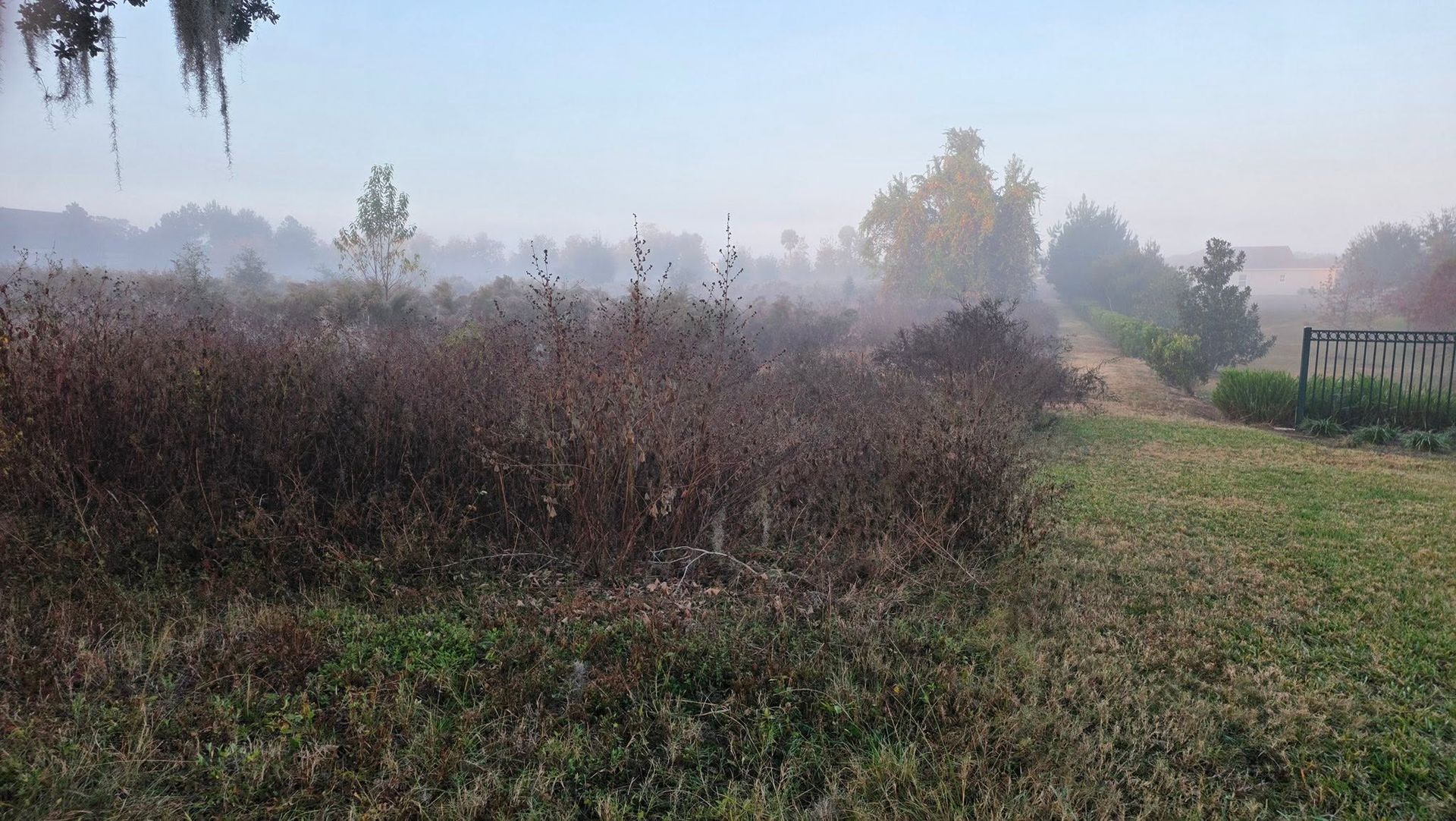 Foggy field with overgrown brush and a grassy path under a pale sky