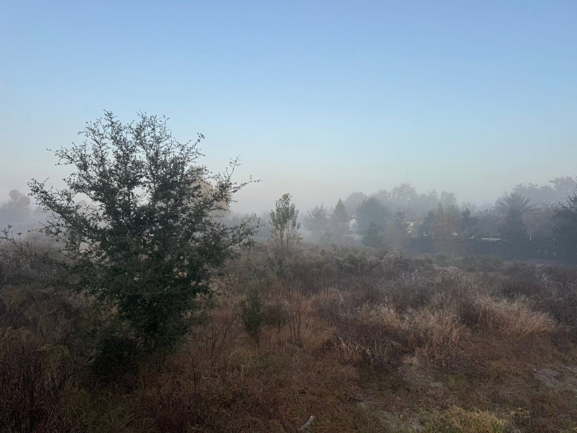 Foggy field with dry brush and a lone tree under a pale blue sky